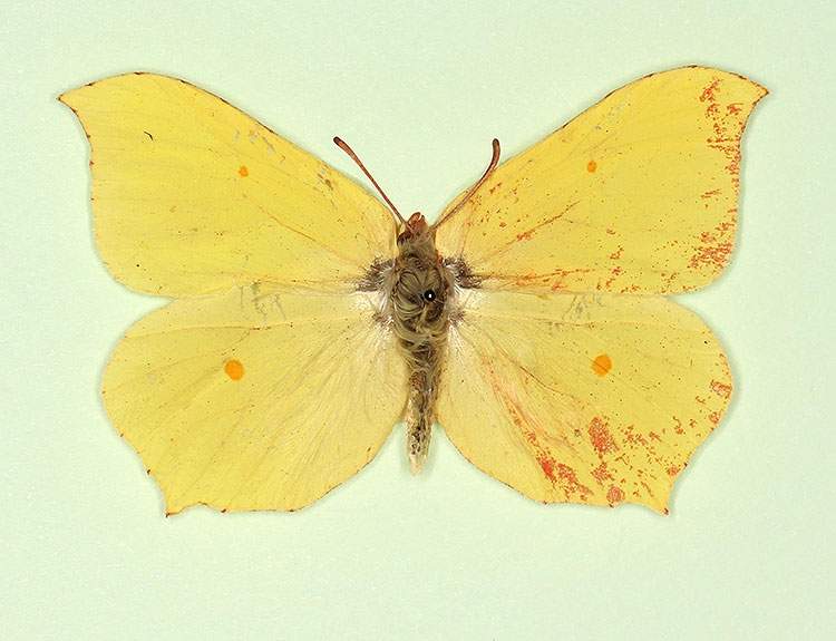 Gonepteryx rhamni male (aberrant form roseotincta 2) (Internet Image property of respective owner, non-commercial use only)